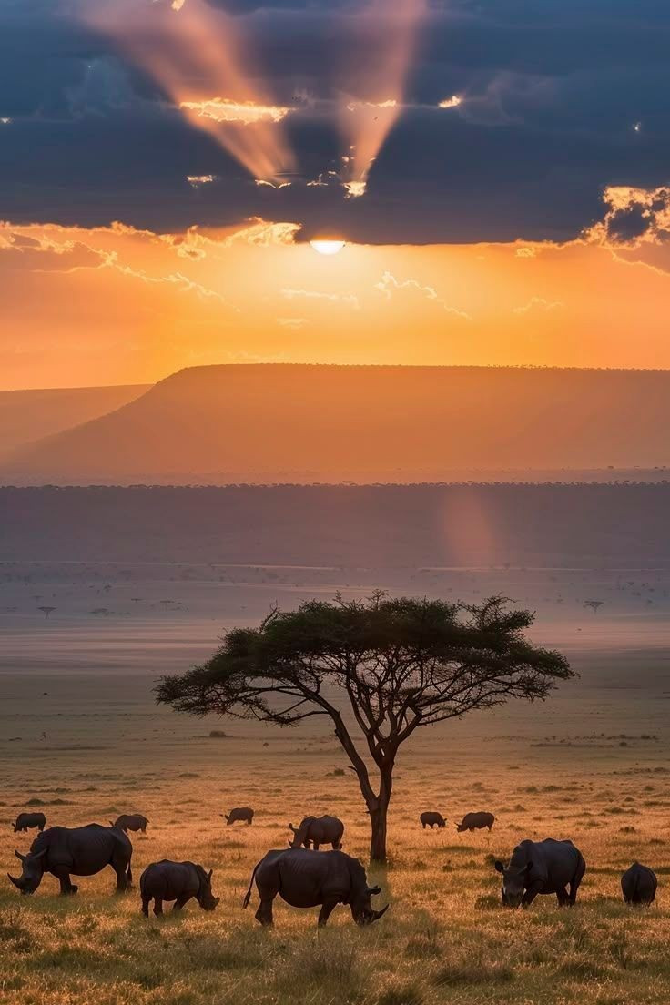 Africa